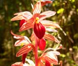 Flora